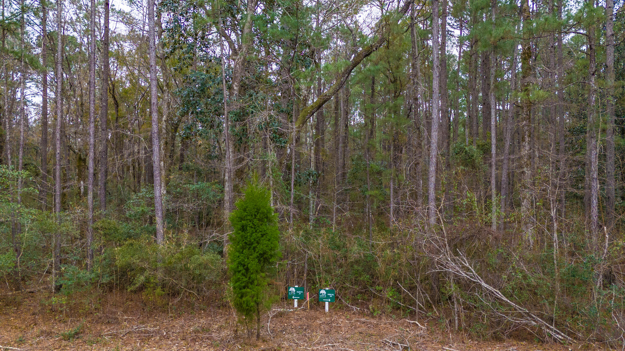 0 Morrison Canal Drive McClellanville, SC 29458 - Photo 11 of 18 Mature Trees
