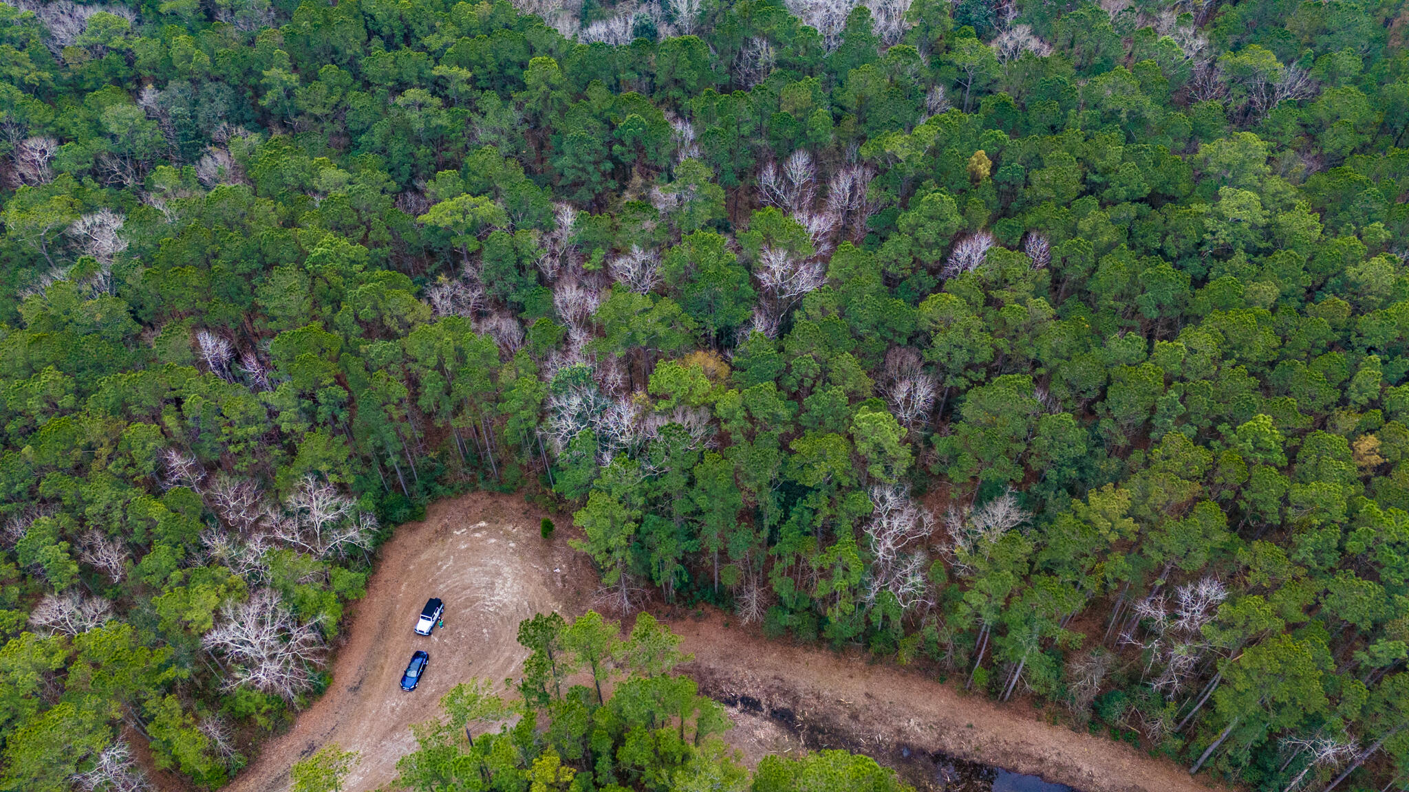 0 Morrison Canal Drive McClellanville, SC 29458 - Photo 6 of 18 Mature trees