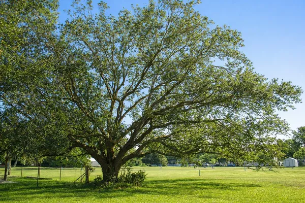 a yard with lots of trees