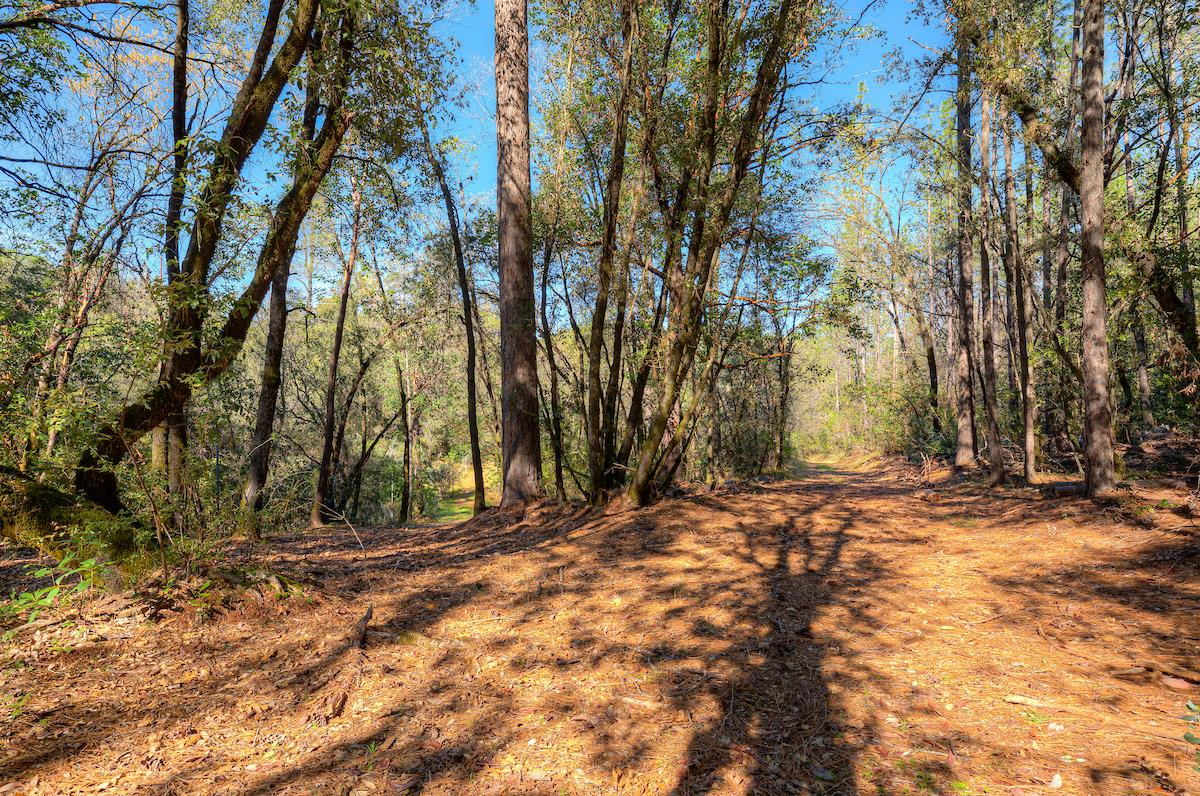 179 Elams Ranch Road Oroville, CA 95966 - Photo 47 of 52 a view of dirt yard with a large tree