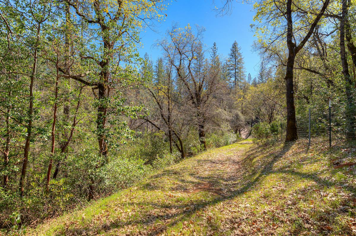 179 Elams Ranch Road Oroville, CA 95966 - Photo 48 of 52 a view of a yard with large trees