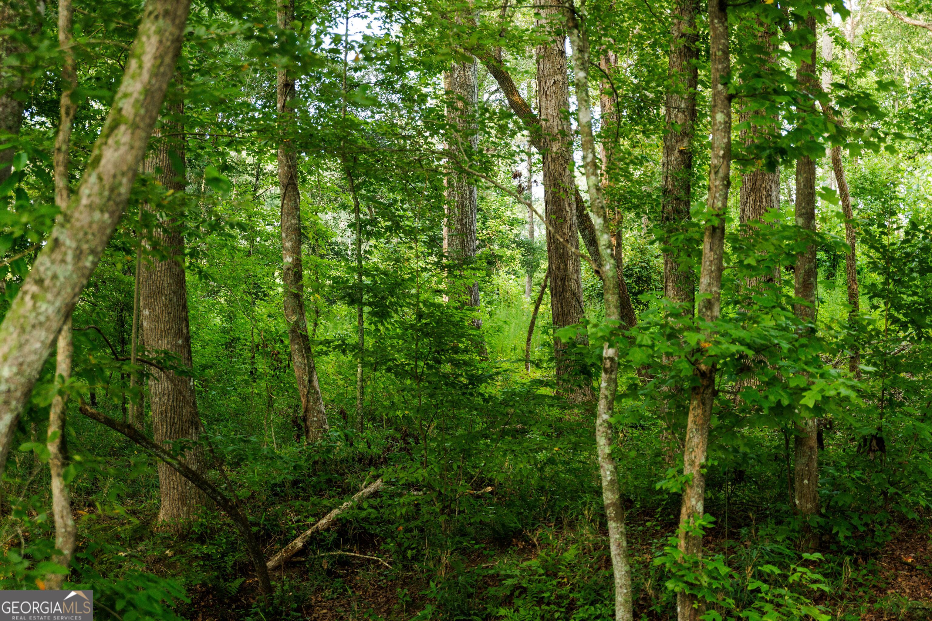 2199 Roosterville Road Roopville, GA 30170 - Photo 116 of 129 a view of a lush green forest