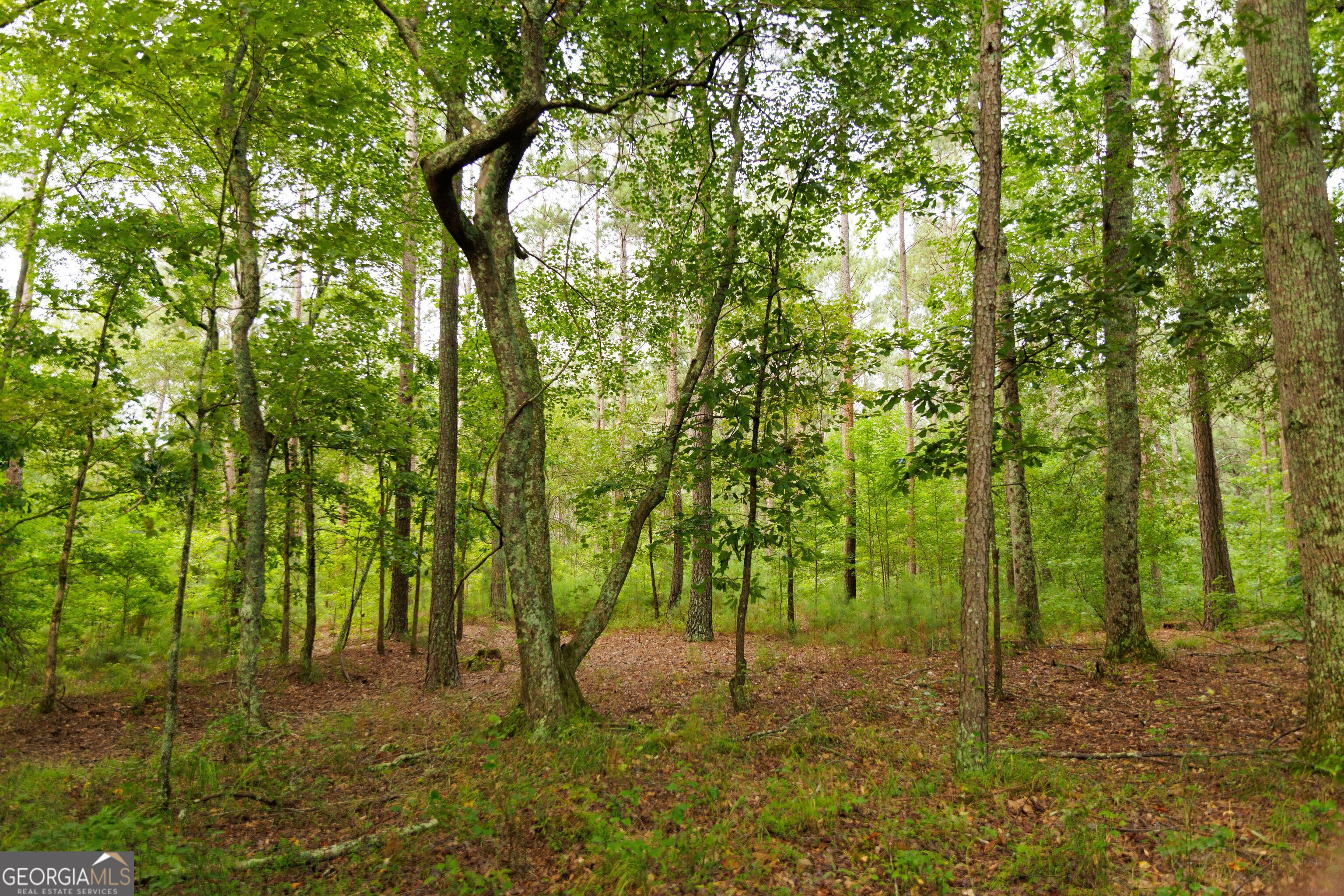 2199 Roosterville Road Roopville, GA 30170 - Photo 87 of 129 a backyard of a house with lots of green space