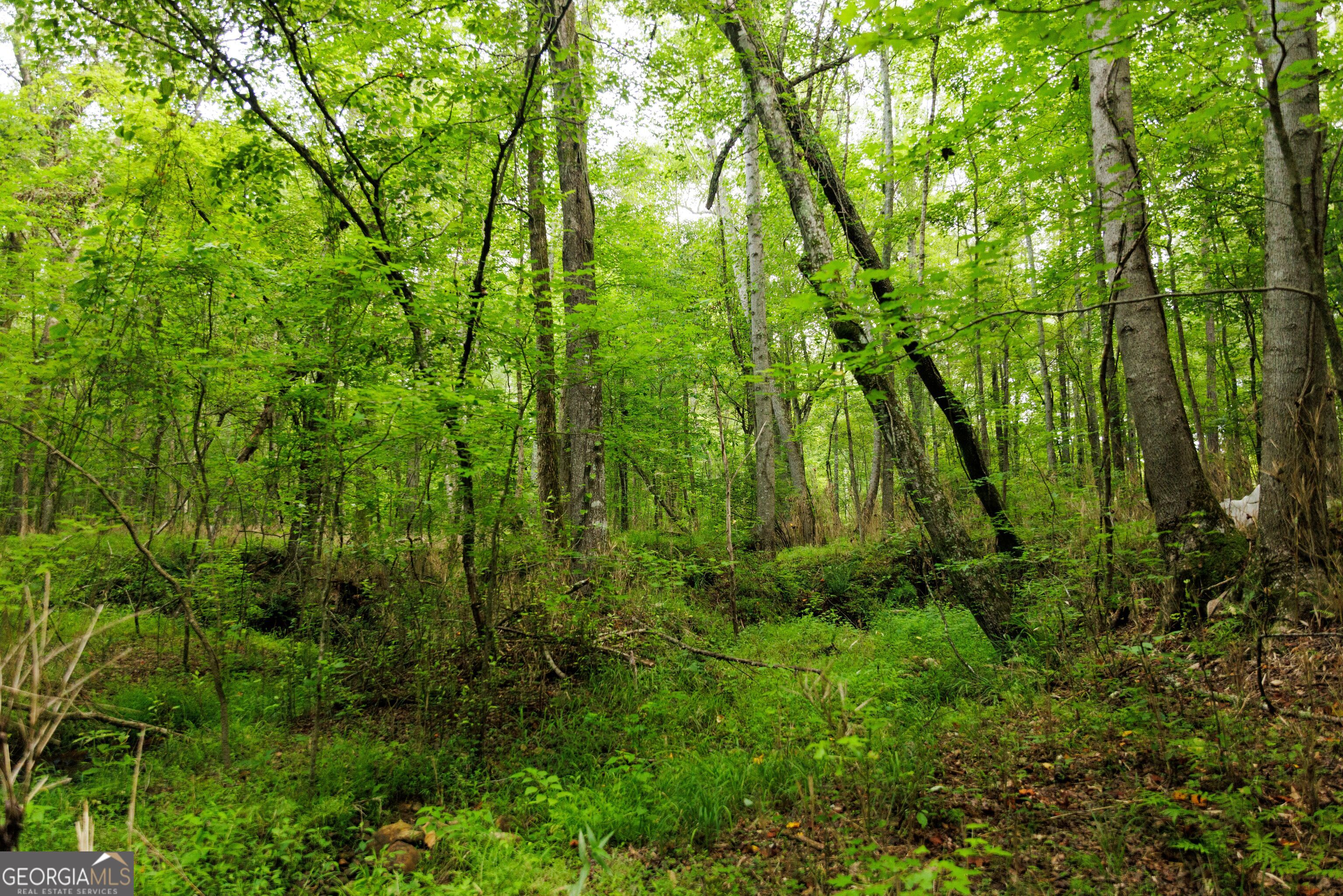 2199 Roosterville Road Roopville, GA 30170 - Photo 95 of 129 a view of an lush green forest