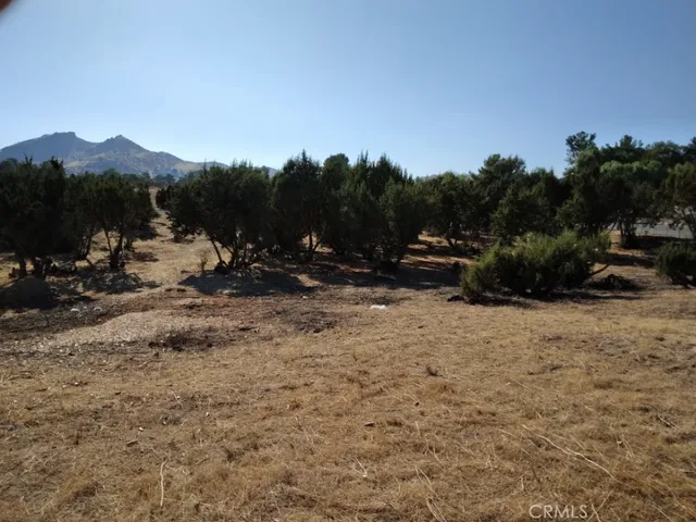 a view of a dry yard with trees