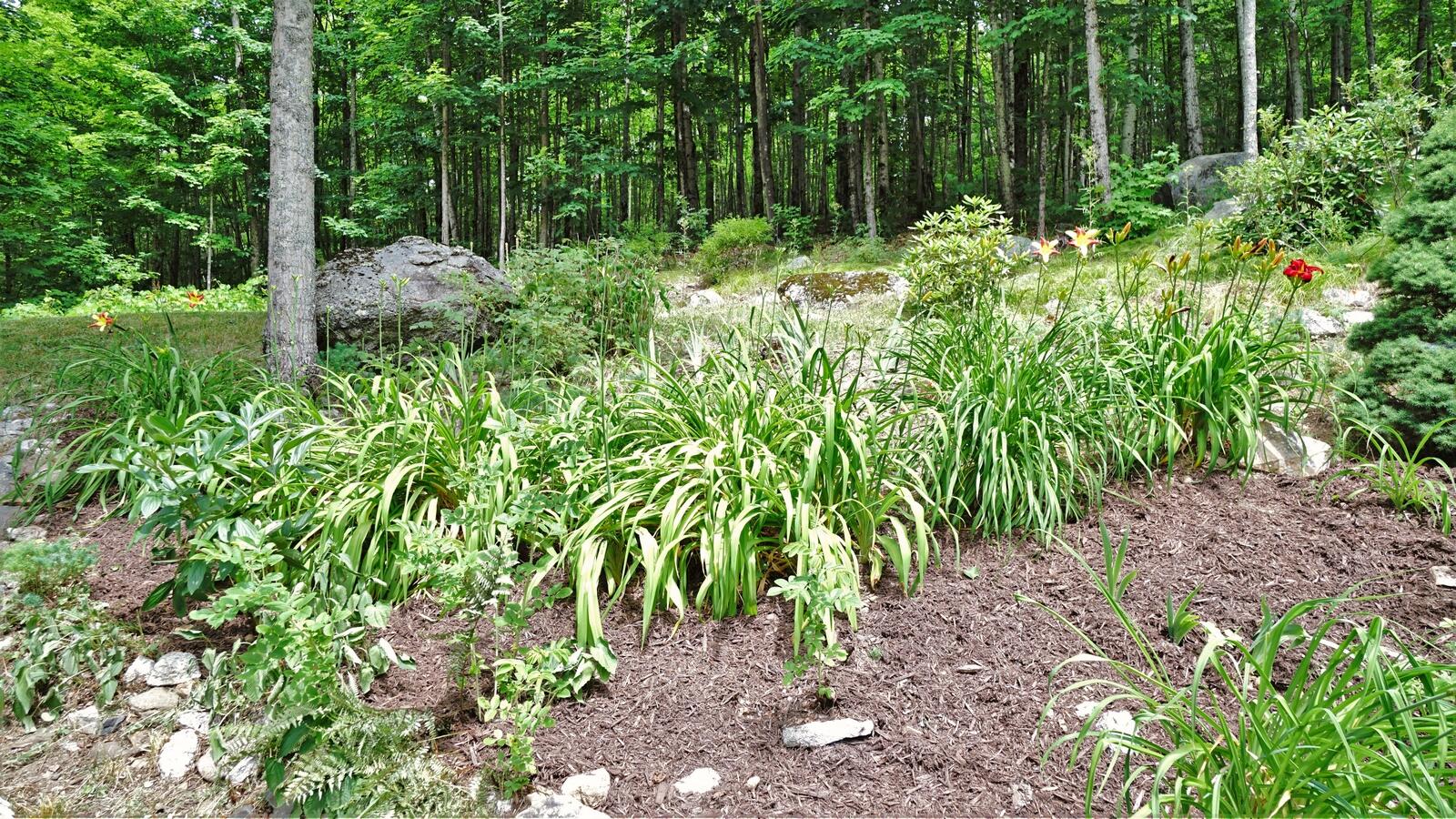 117 Mountain Road Raymond, ME 04071 - Photo 19 of 87 Perrenials