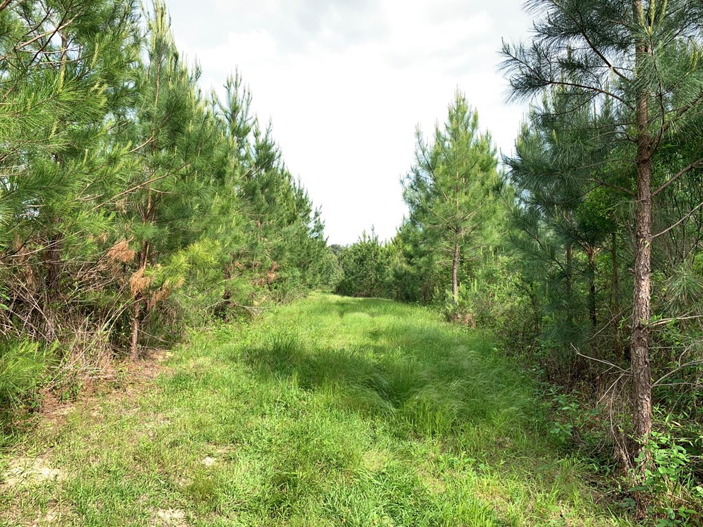 . Macedonia Road Centreville, MS 39631 - Photo 13 of 20 Photo 13