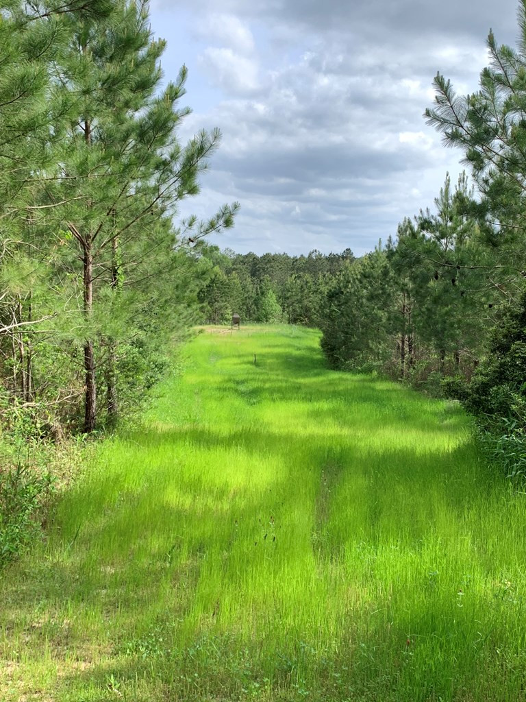 . Macedonia Road Centreville, MS 39631 - Photo 15 of 20 Photo 15