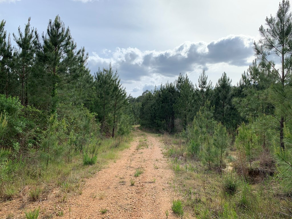 . Macedonia Road Centreville, MS 39631 - Photo 19 of 20 Photo 19
