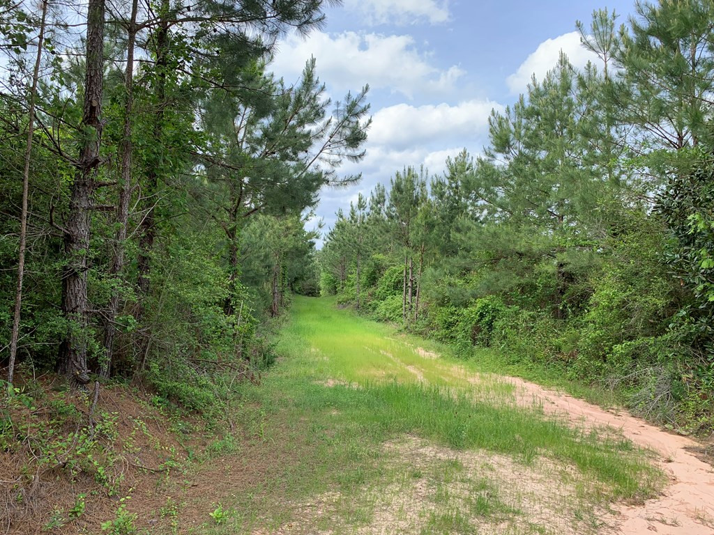 . Macedonia Road Centreville, MS 39631 - Photo 3 of 20 Photo 3