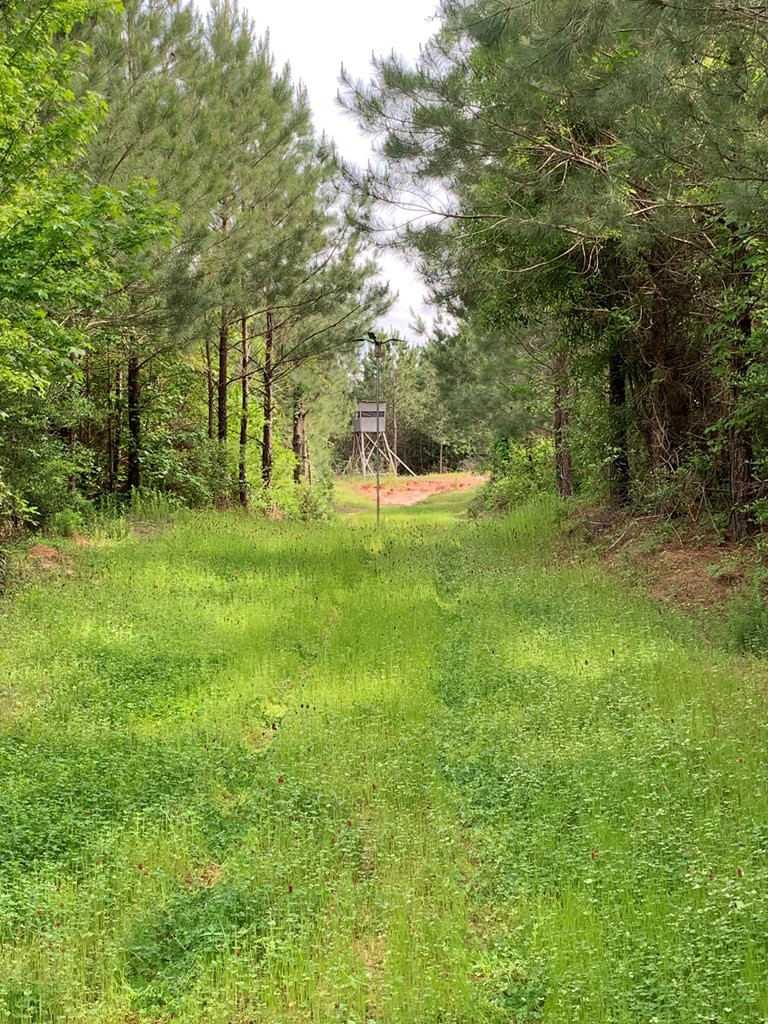 . Macedonia Road Centreville, MS 39631 - Photo 4 of 20 Photo 4