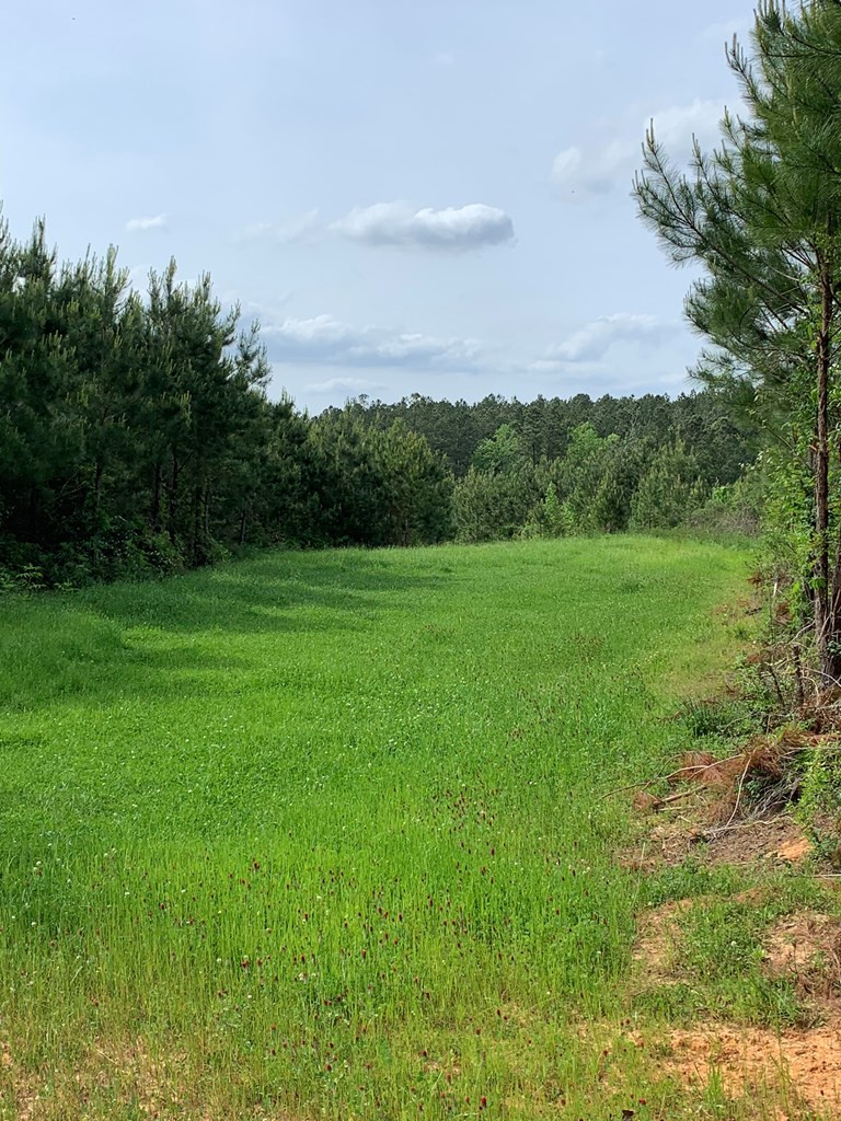 . Macedonia Road Centreville, MS 39631 - Photo 7 of 20 Photo 7