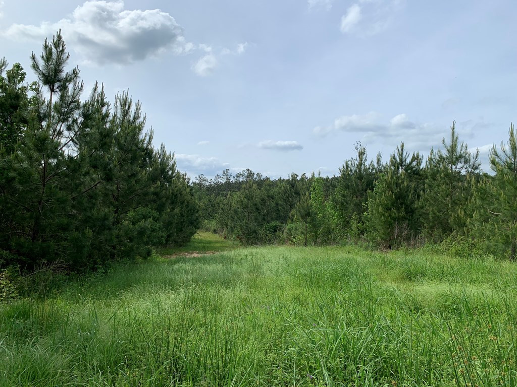 . Macedonia Road Centreville, MS 39631 - Photo 9 of 20 Photo 9