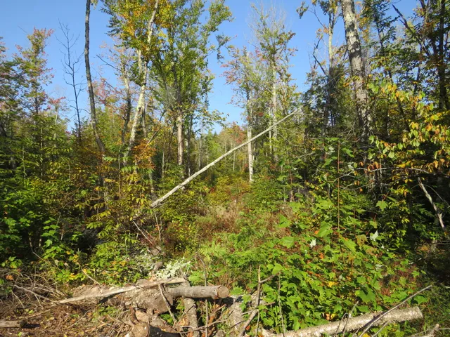 $199,000 | 1796 Sigma Road Southeast, Kalkaska, MI 49646