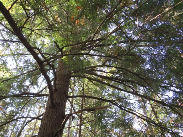 $199,000 | 1796 Sigma Road Southeast, Kalkaska, MI 49646