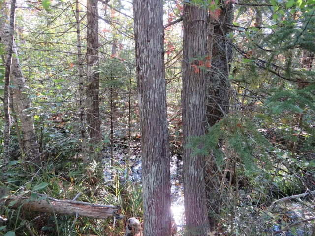 $199,000 | 1796 Sigma Road Southeast, Kalkaska, MI 49646