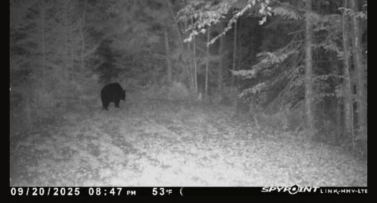 1796 Sigma Road Southeast Kalkaska, MI 49646 - Photo 54 of 65 bear3