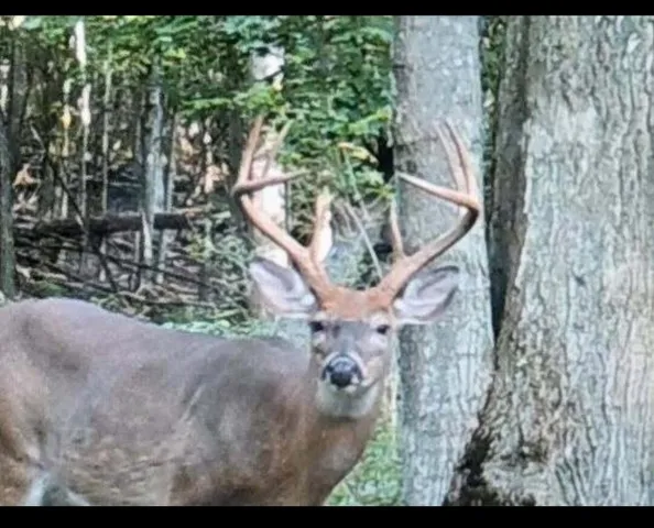 $199,000 | 1796 Sigma Road Southeast, Kalkaska, MI 49646