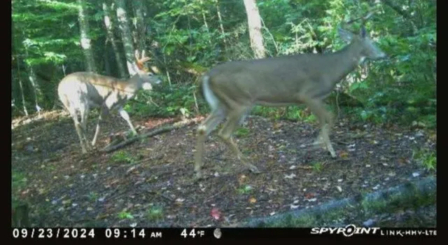 $199,000 | 1796 Sigma Road Southeast, Kalkaska, MI 49646