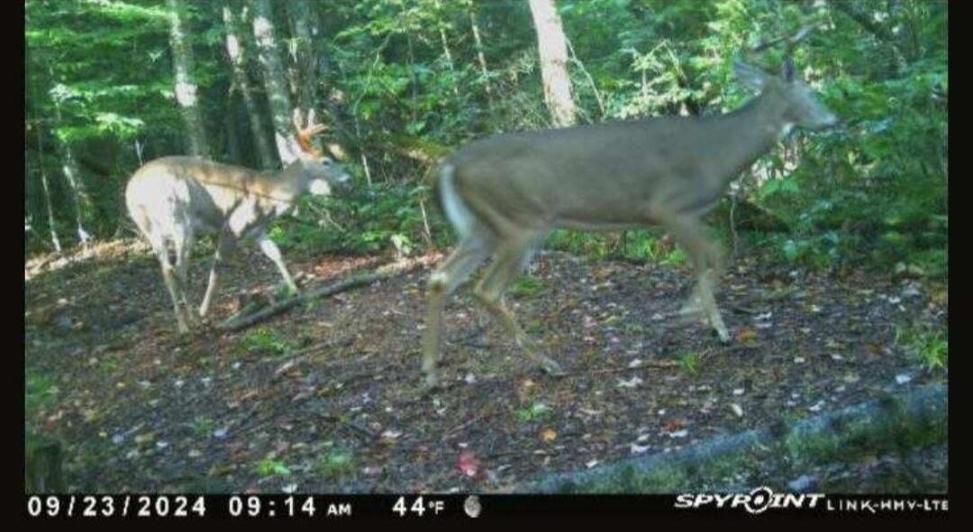 1796 Sigma Road Southeast Kalkaska, MI 49646 - Photo 56 of 65 deer2