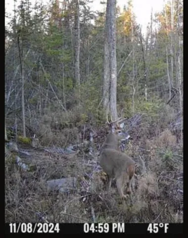 $199,000 | 1796 Sigma Road Southeast, Kalkaska, MI 49646