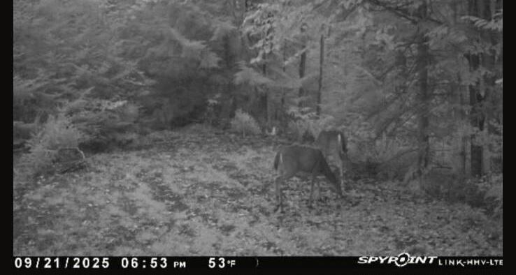 1796 Sigma Road Southeast Kalkaska, MI 49646 - Photo 60 of 65 deer5