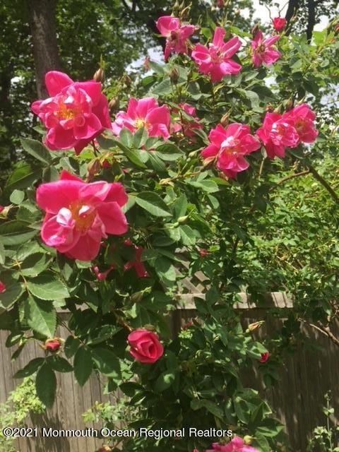 210 North Success Road Cream Ridge, NJ 08514 - Photo 44 of 50 a view of a flower