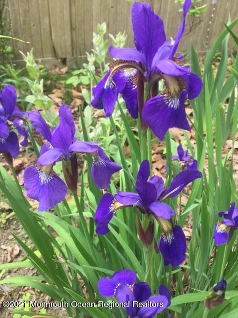 210 North Success Road Cream Ridge, NJ 08514 - Photo 45 of 50 a view of a flower
