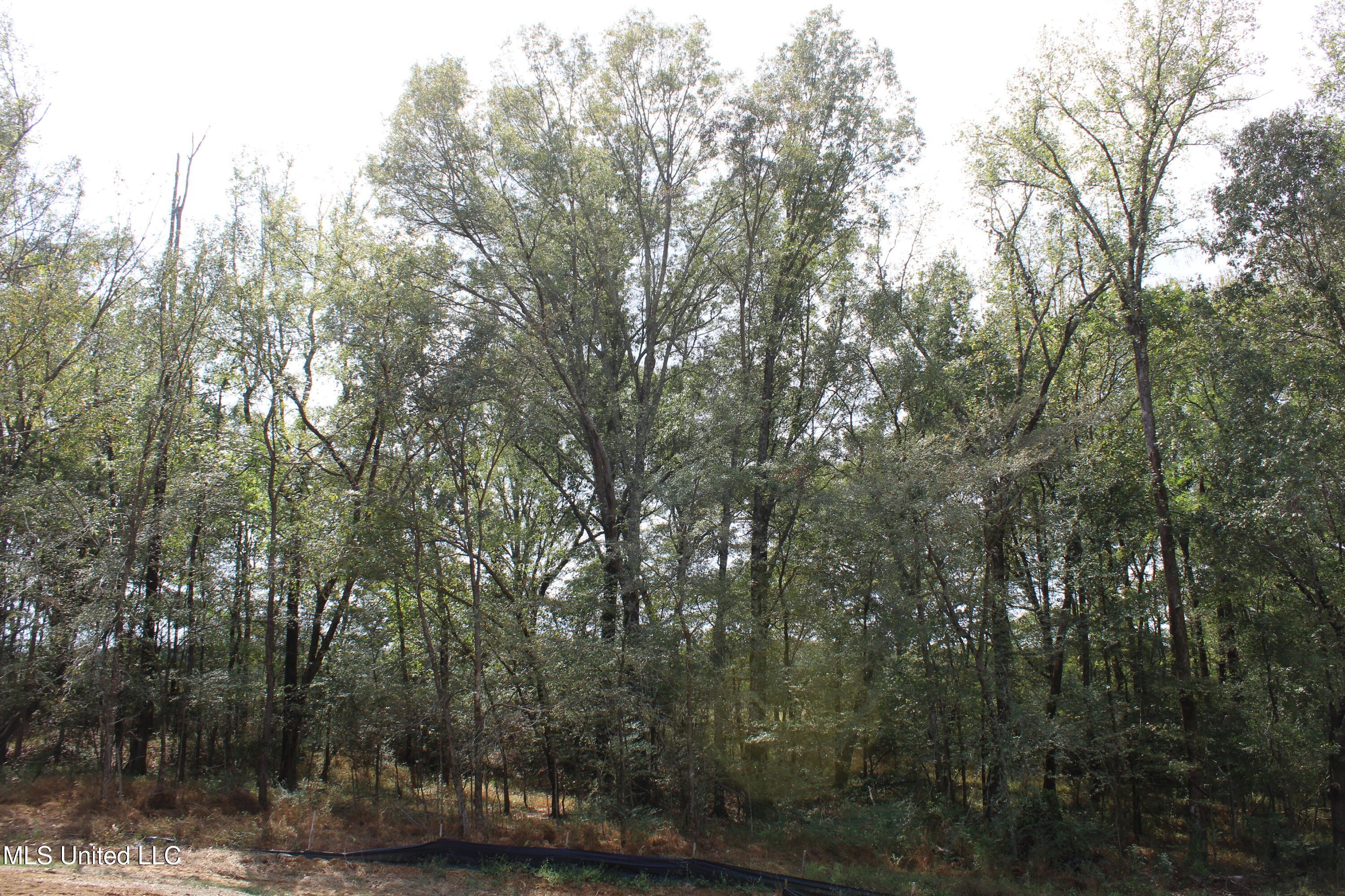 21 Hickory Hollow Road Coldwater, MS 38618 - Photo 13 of 70 IMG_6570