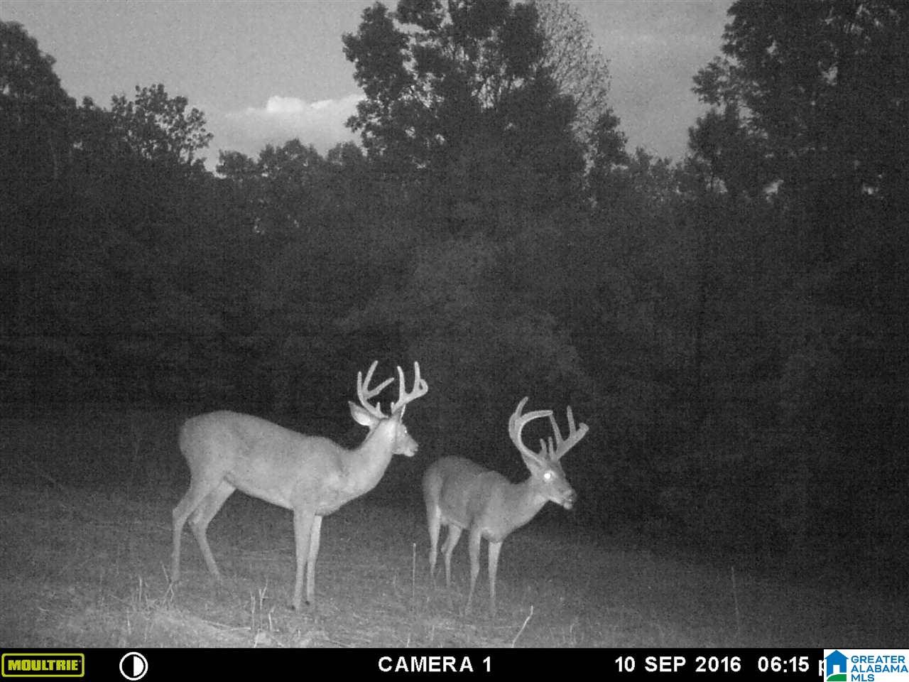 0 Carnes Chapel Road, Unit 113 Gallant, AL 35972 - Photo 3 of 32