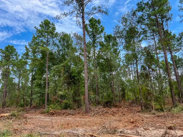 a view of a forest with trees in the background