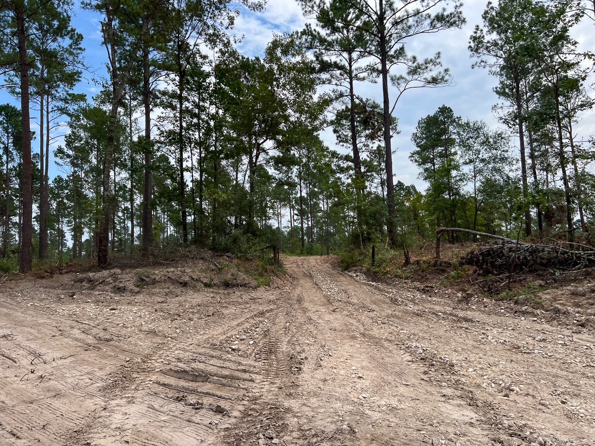31 Boontown Road Trinity, TX 75862 - Photo 6 of 12 a view of a yard with plants and trees
