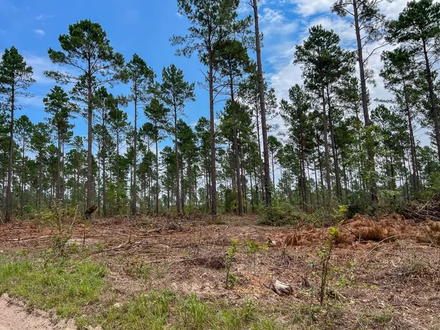 a view of backyard with green space