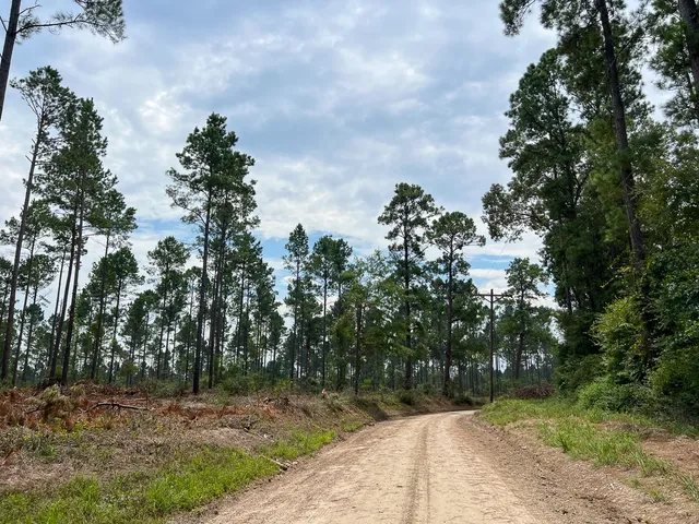 a view of a yard with plants and trees