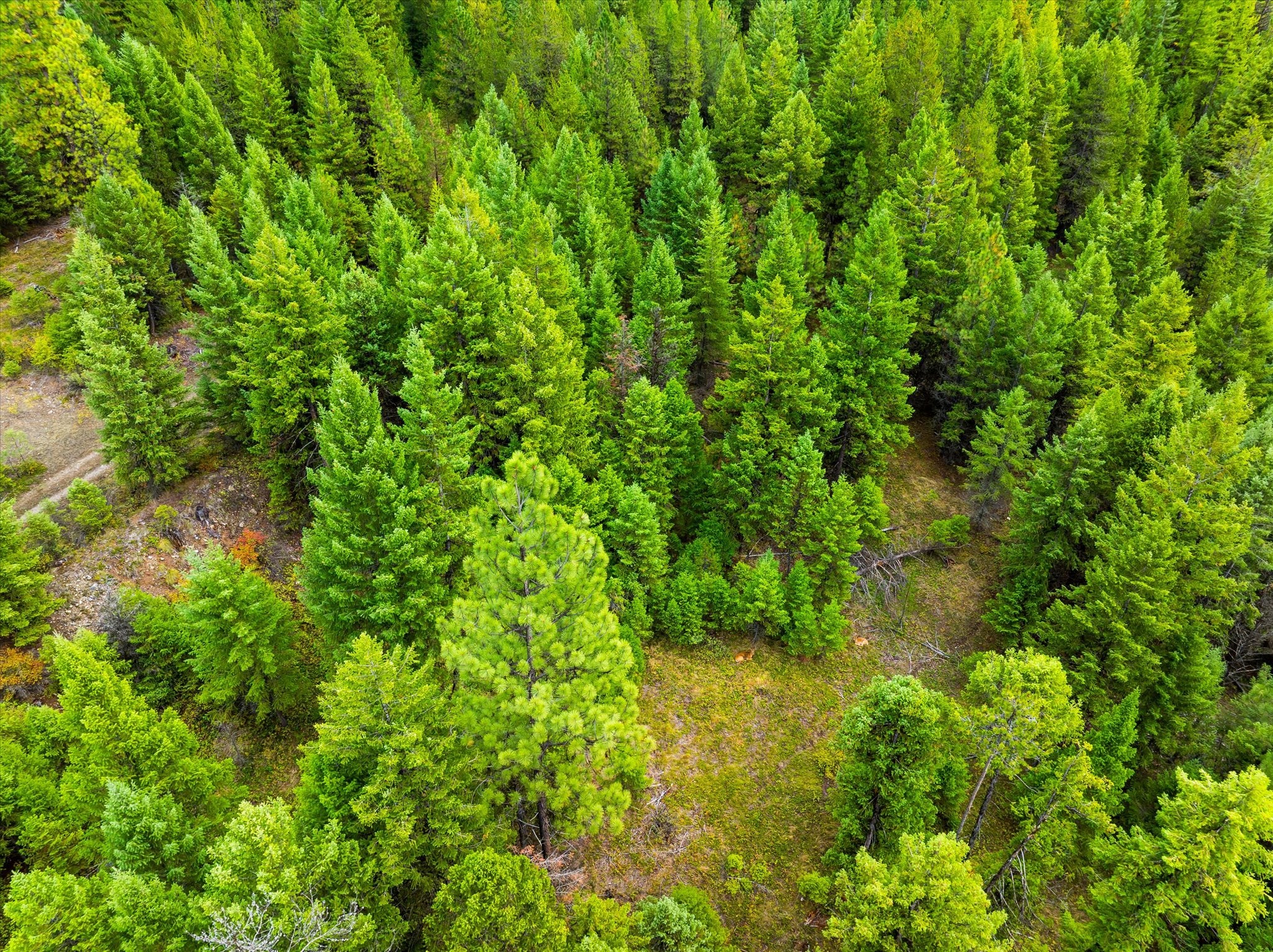 629 Swamp Creek Road Libby, MT 59923 - Photo 90 of 119 Gallery Image 90