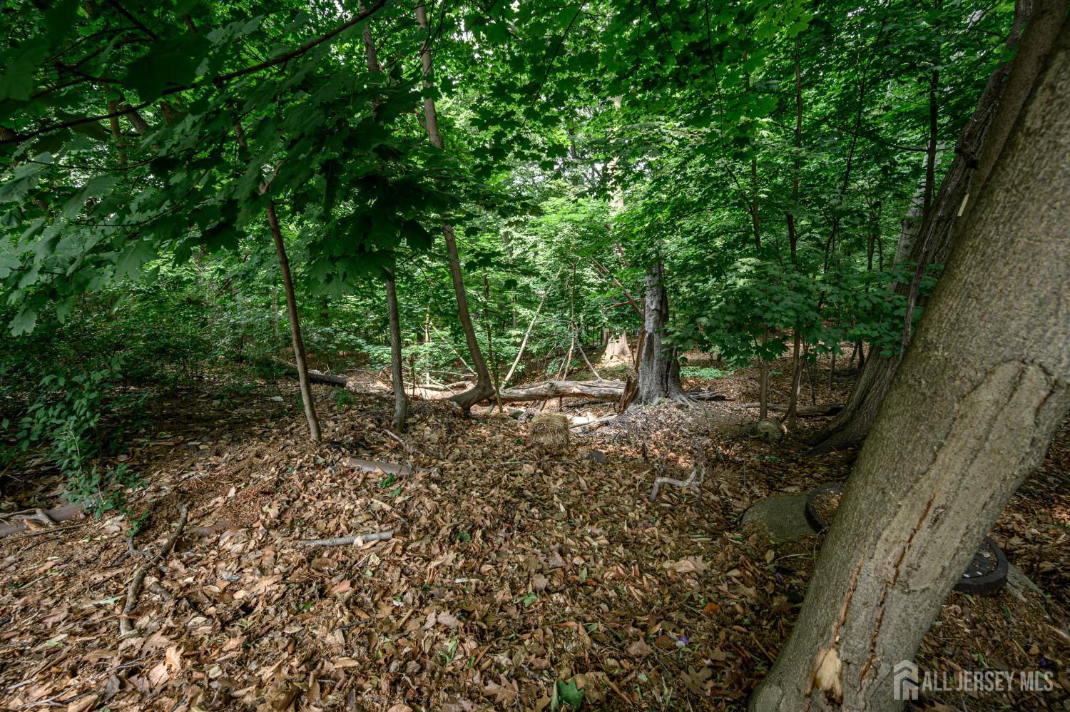 39 Forest Drive Bloomfield, NJ 07003 - Photo 5 of 15 a view of a forest with trees in the background