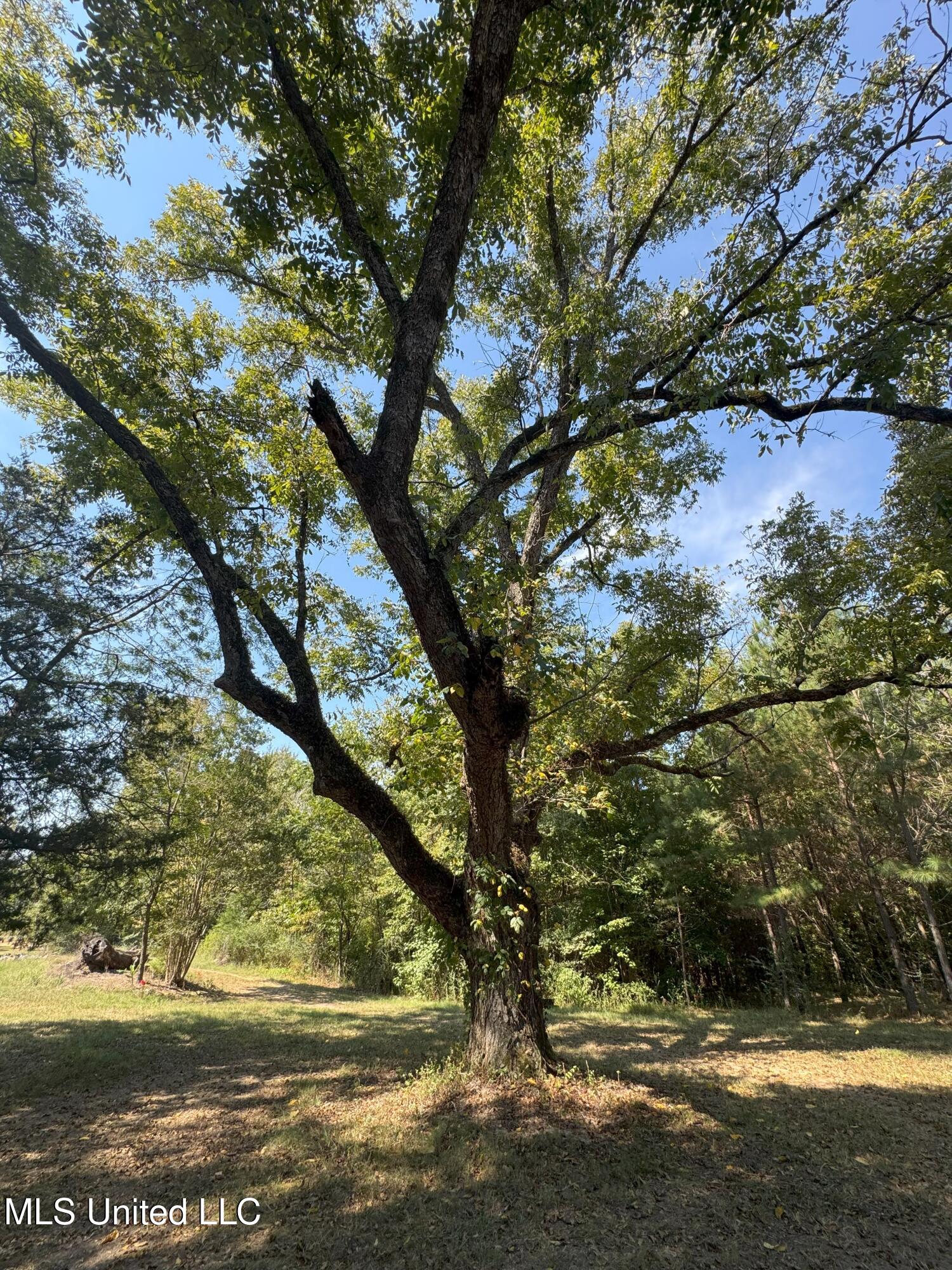 2928 Stokes Cemetary Road Durant, MS 39063 - Photo 59 of 86 IMG_8980
