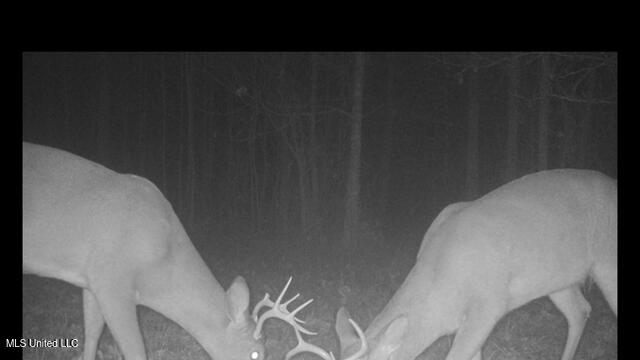 2928 Stokes Cemetary Road Durant, MS 39063 - Photo 68 of 86 IMG_2604