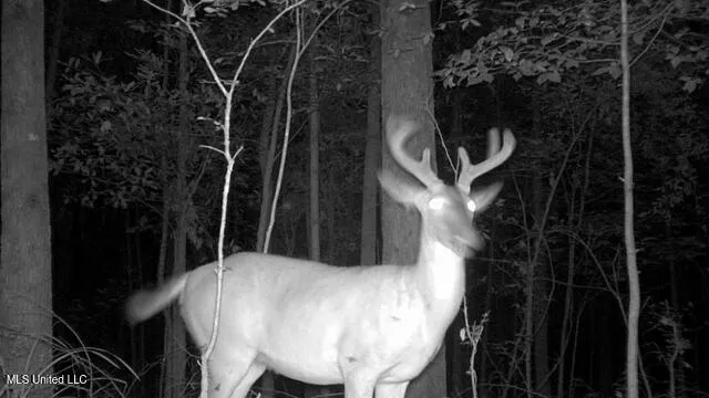 $310,000 | 2928 Stokes Cemetary Road, Durant, MS 39063