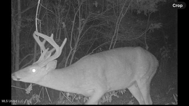 2928 Stokes Cemetary Road Durant, MS 39063 - Photo 70 of 86 IMG_2611