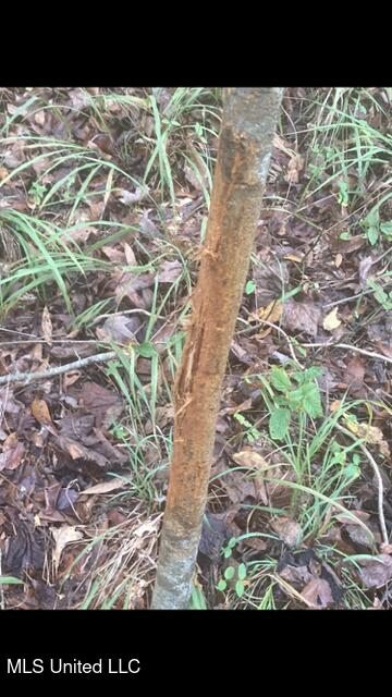 2928 Stokes Cemetary Road Durant, MS 39063 - Photo 72 of 86 IMG_2614