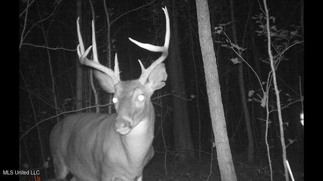 2928 Stokes Cemetary Road Durant, MS 39063 - Photo 73 of 86 IMG_2615