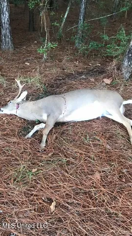 $310,000 | 2928 Stokes Cemetary Road, Durant, MS 39063