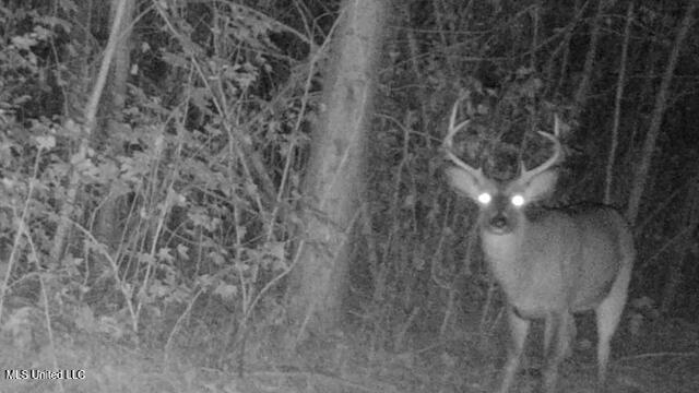 2928 Stokes Cemetary Road Durant, MS 39063 - Photo 79 of 86 IMG_2621