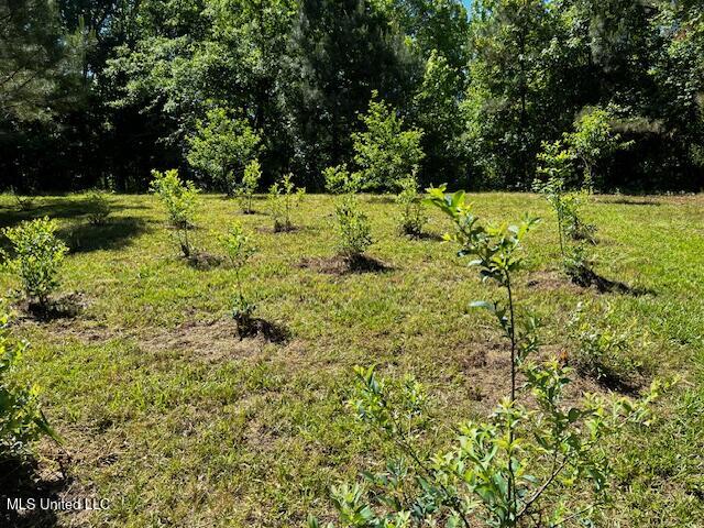 2928 Stokes Cemetary Road Durant, MS 39063 - Photo 84 of 86 IMG_3871