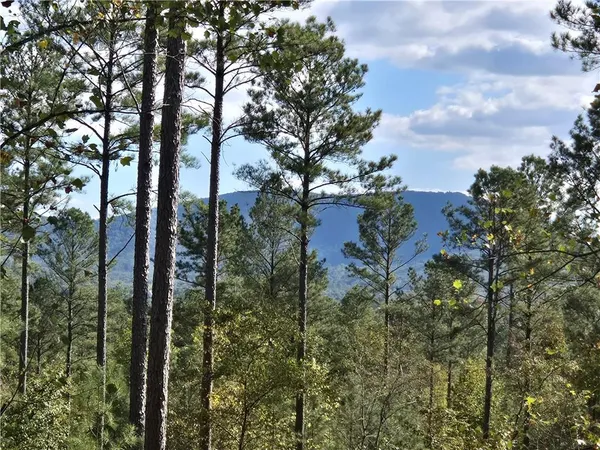 a view of forest