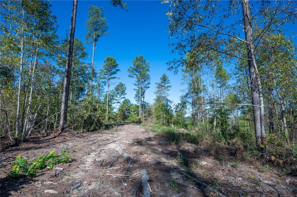 3871 Hwy 140 Ne Rydal Ga 30171 Northeast Rydal, GA 30171 - Photo 11 of 12 a view of a garden with a tree