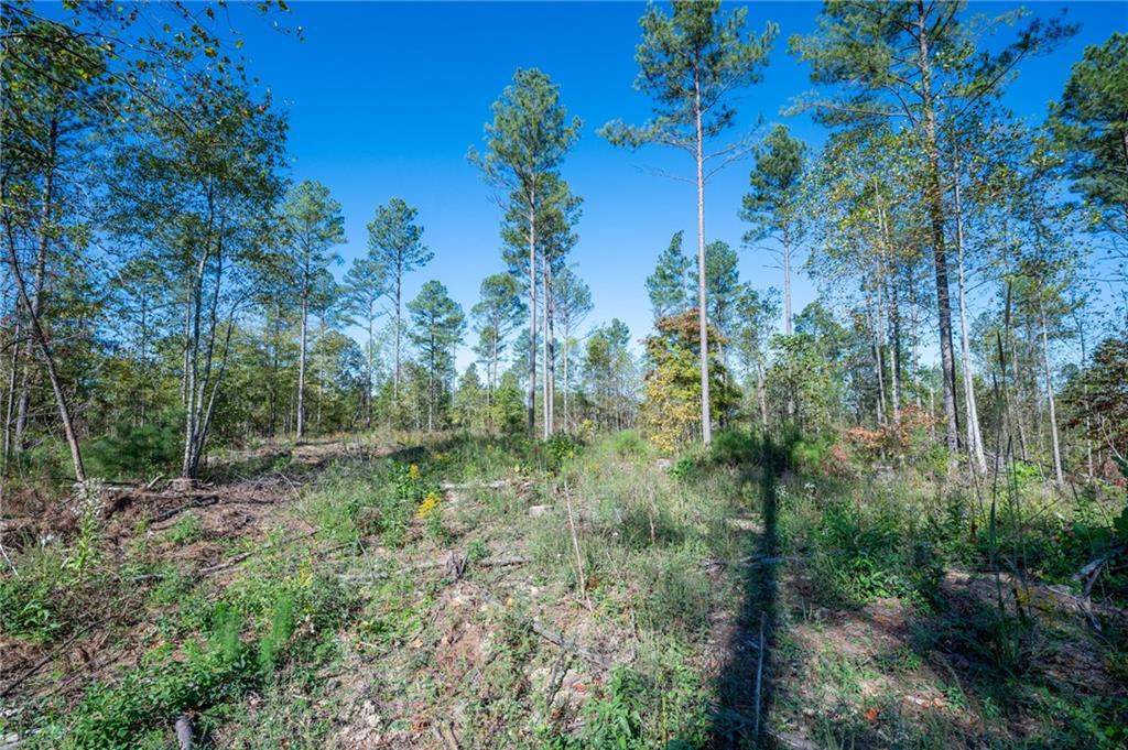 3871 Hwy 140 Ne Rydal Ga 30171 Northeast Rydal, GA 30171 - Photo 10 of 12 a view of a forest with trees