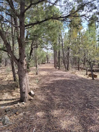 a view of dirt yard with a tree