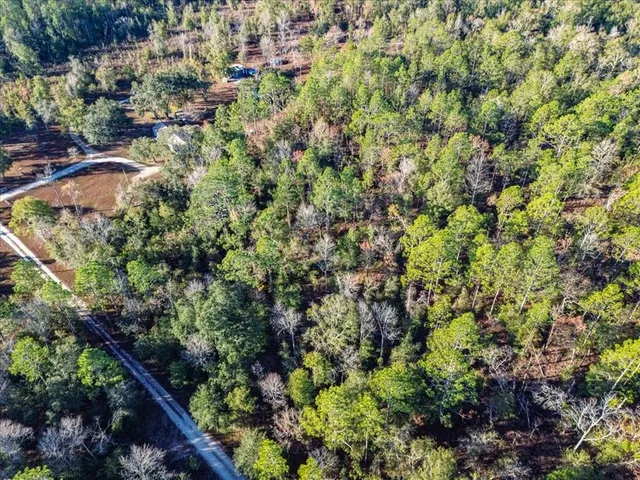 a view of a forest with a tree